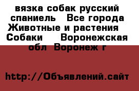 вязка собак русский спаниель - Все города Животные и растения » Собаки   . Воронежская обл.,Воронеж г.